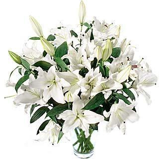 Casablanca Lilies